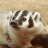 DexBadger